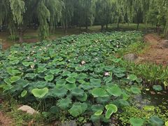 -贡湖湾湿地公园