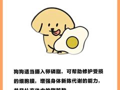 -翊宠yipet猫狗购宠庄园犬舍•猫舍