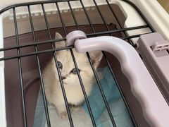 -芭比堂动物医院·CT·微创中心(新顺分院)