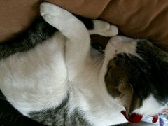 android_upload_pic-海边的猫和咖啡馆