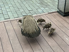 -阳朔悦榕庄·明月西餐厅&清风吧