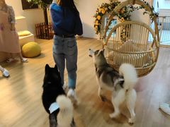 -Husky Go! 哈士奇体验馆·宠物咖啡厅狗咖