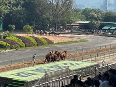 -深圳野生动物园