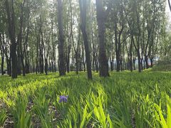 -森林公园(尖草坪区)