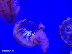 -海合安青岛极地海洋公园