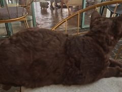 -喵屿·大理花园猫咖