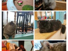 -猫小院猫主题咖啡厅(北锣店)