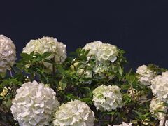 -大龙山(地铁站)