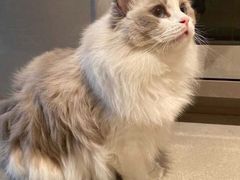 -猫十亿·布偶金渐层·曼基康矮脚猫舍(青年路店)