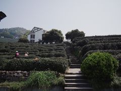 -龙井村