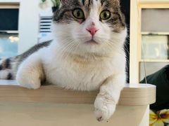 -猫小院猫主题餐厅(南锣旗舰店)