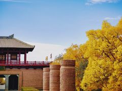 -金塔沙漠胡杨林景区