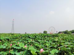 -白洋淀景区