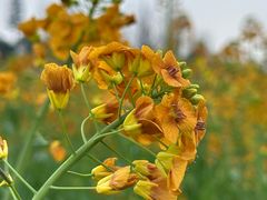 -中国天府农业博览园