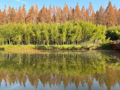 -黄海国家森林公园