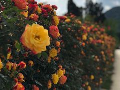 -名花谷生态庄园