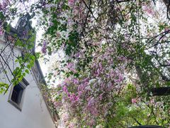 -深圳国际园林花卉博览园