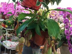 -双季花艺园艺市场(浦东店)