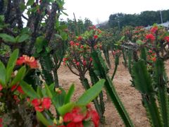 -松山湖梦幻百花洲
