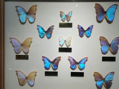 -上海昆虫博物馆