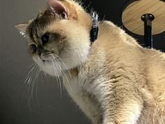 -东方名猫馆·英短金渐层布偶猫舍(环线广场1号楼店)