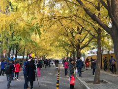 -三里屯东五街银杏大道