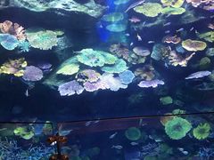 -暹罗海洋世界