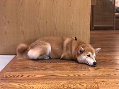 -柴务处·柴犬主题狗咖