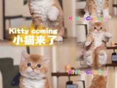 -小猫来了·猫舍(红山六九七九店)