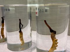 -广东中医药博物馆