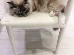 -喵的天空名猫咖啡馆·撸猫·猫舍·用品