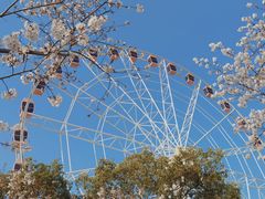-顾村公园