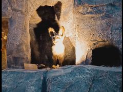 -陕西自然博物馆