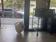 -伟伟宠物医院·CT影像中心·瑞派犬猫综合性门诊(汉口总院)