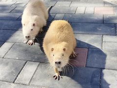 -北京野生动物园