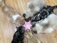 -COLOR PETS 撸猫馆·购猫·猫咖(长风大悦城店)