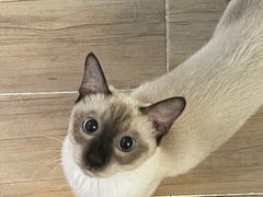-李小姐の猫咖啡馆(五角场店)