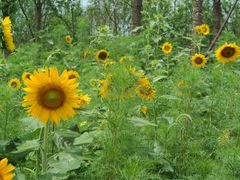 iphone_upload_pic-田园东方蜜桃村的田野营地