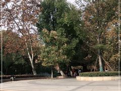 -千年银杏谷文化旅游区