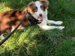 -翊宠yipet猫狗购宠庄园犬舍•猫舍