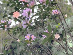 -梧桐山风景名胜区