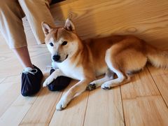 -喜柴咖啡·柴犬狗咖