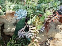 -国家植物园南园