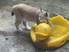 -青藏高原野生动物园