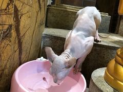 -more than meow吴止猫主题餐厅(承德 中船汇店)