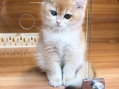 -猫十亿·布偶金渐层·曼基康矮脚猫舍(青年路店)