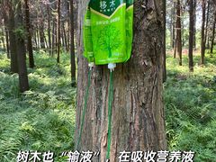 -东平国家森林公园