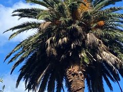 -墨尔本皇家植物园