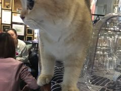 -咖法森林·咖啡  酒吧(天河店)