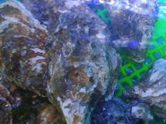 -望海潮海鲜店 特色家常菜(在海一方店)